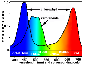 Photosynthesis-Absorption-Spectrum.gif