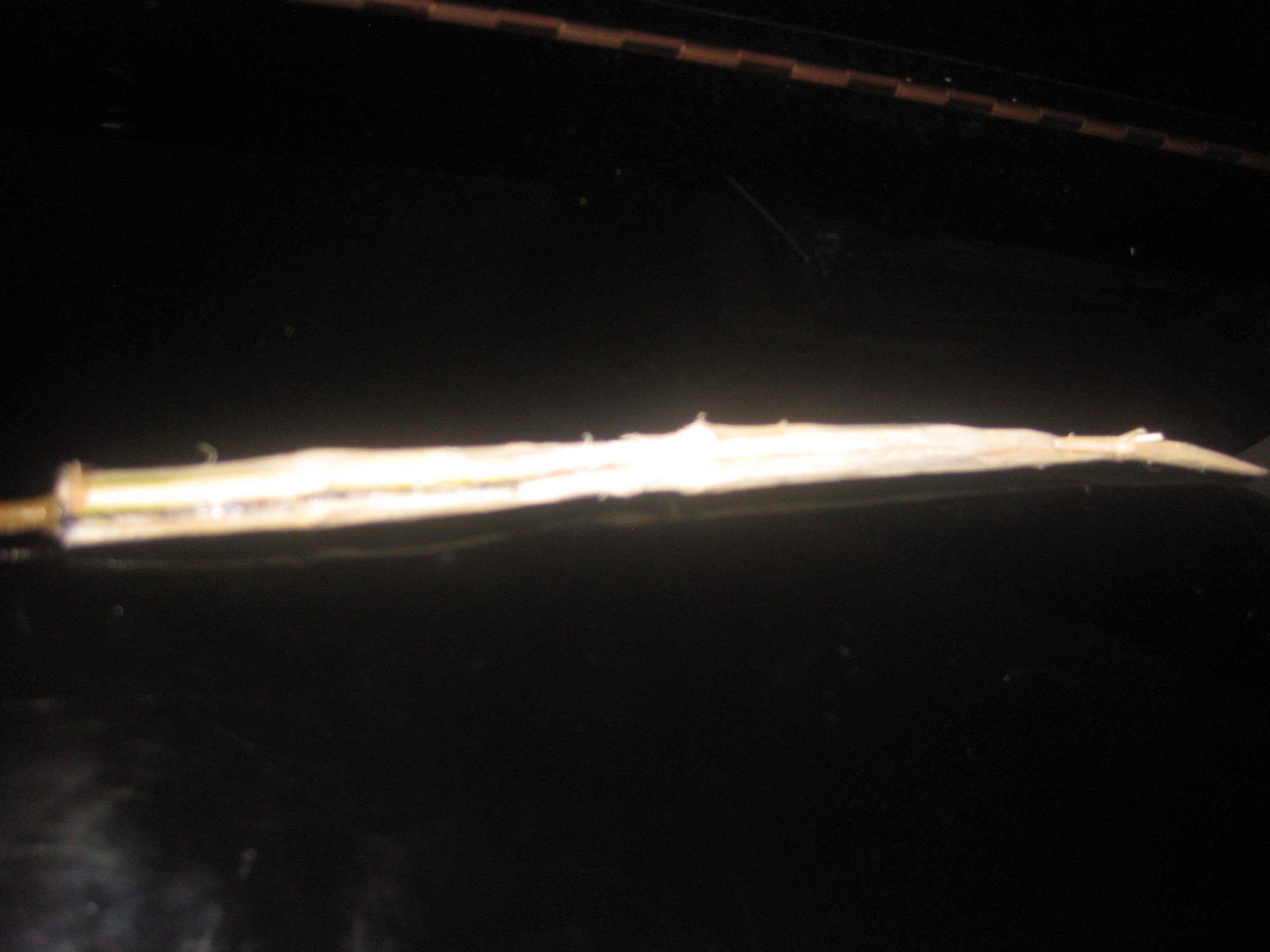 Picture 006.jpg