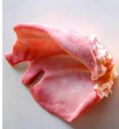 Pig ear.JPG