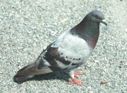 Pigeon-773432.JPG