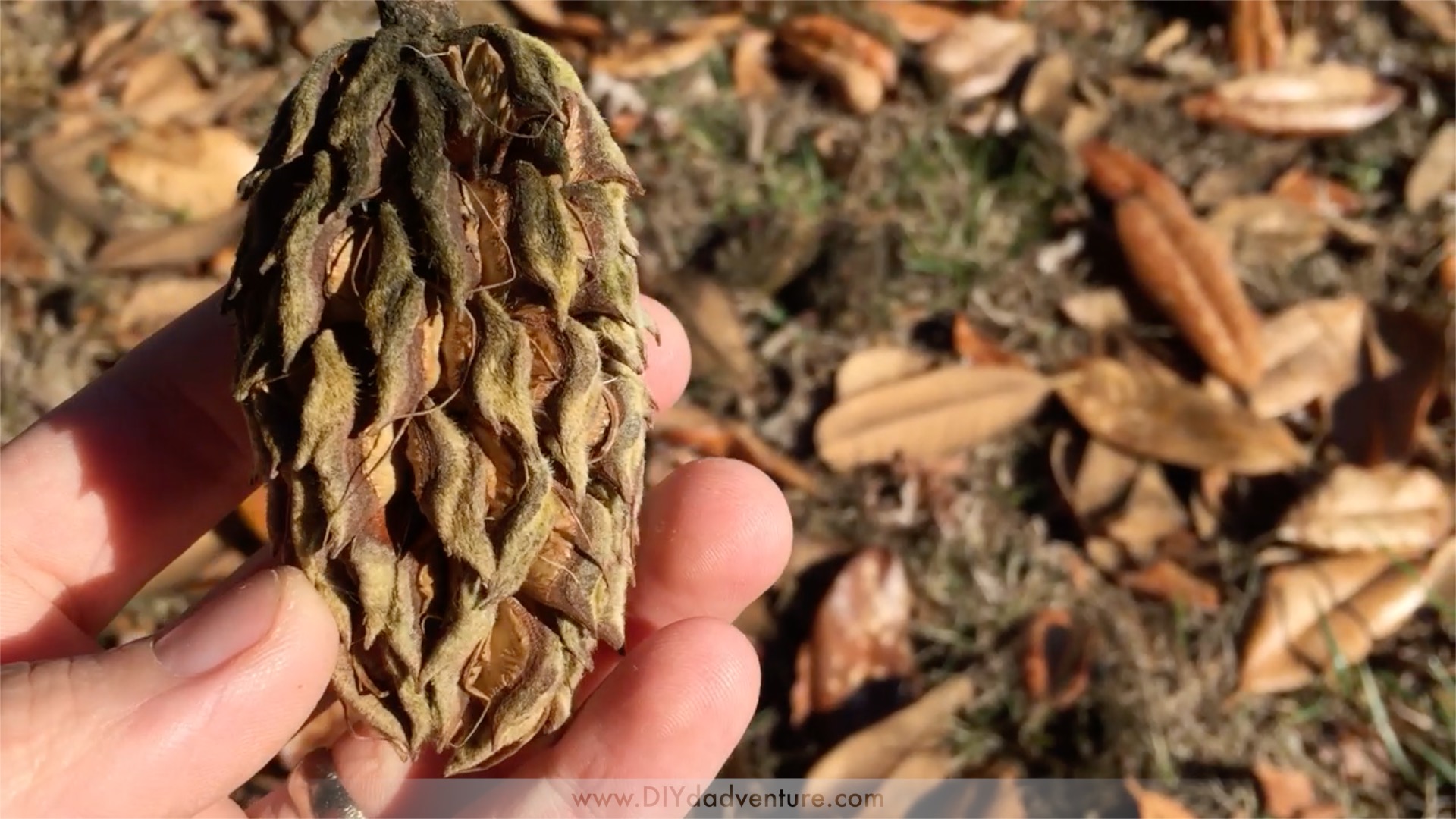 Pinecone Feeders3.jpg