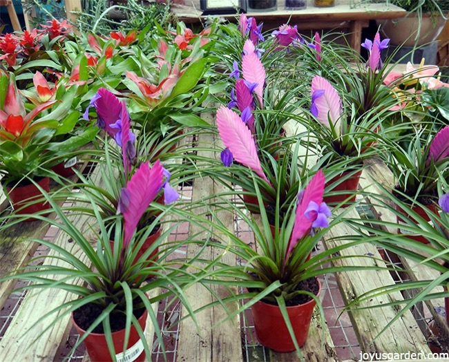 Pink-Quill-Plant-Care-Tips-for-indoors.jpg