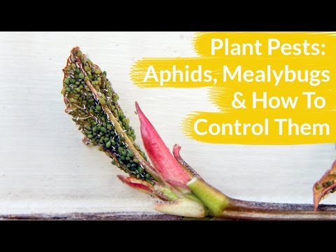 Plant Pests: Aphids &amp;amp; Mealy Bugs &amp;amp; How To Control Them