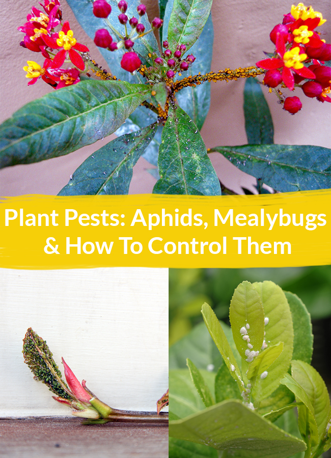 Plant-Pests-Aphids-Mealybugs-How-To-Control-Them.jpg