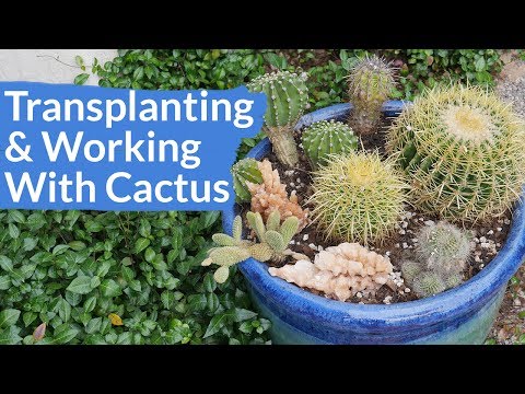 Planting &amp;amp; Working With Cacti: A Mixed Planting Starring Golden Barrel Cactus