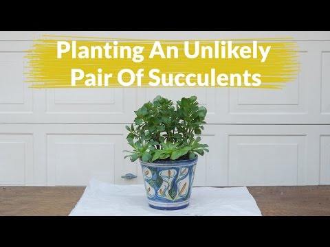 Planting An Unlikely Pair Of Succulents: Kalanchoe Blossfeldiana &amp;amp; Aeonium Arboreum