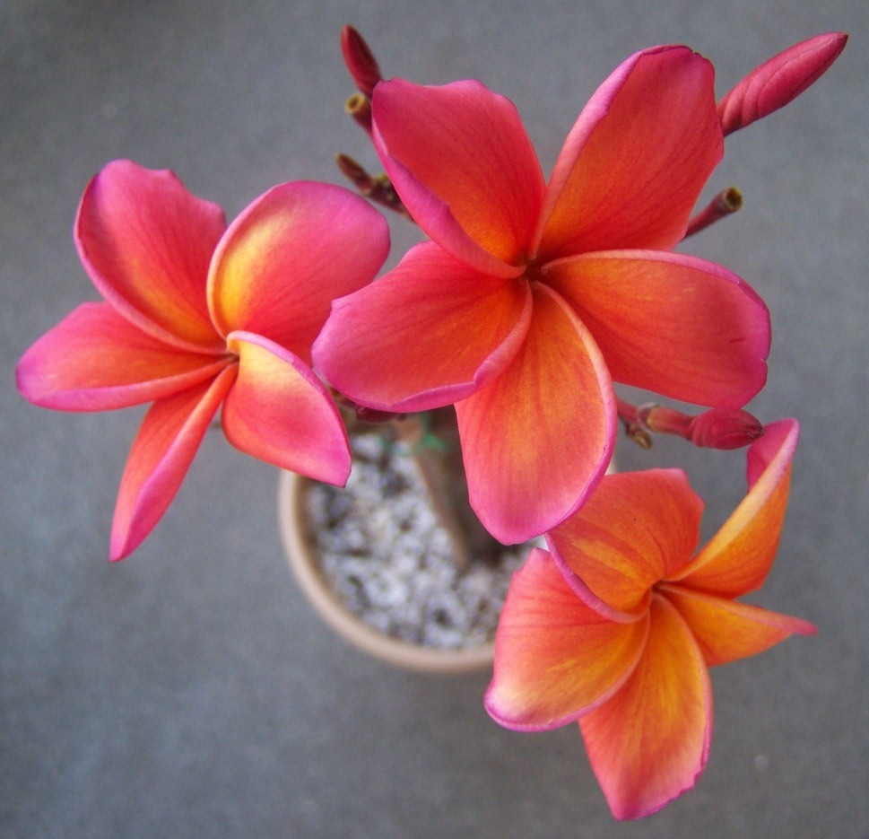 Plumeria 'Kimo' June 30, 2011.jpg