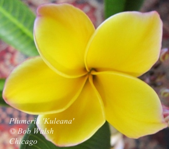 Plumeria 'Kuleana', February 2013.jpg