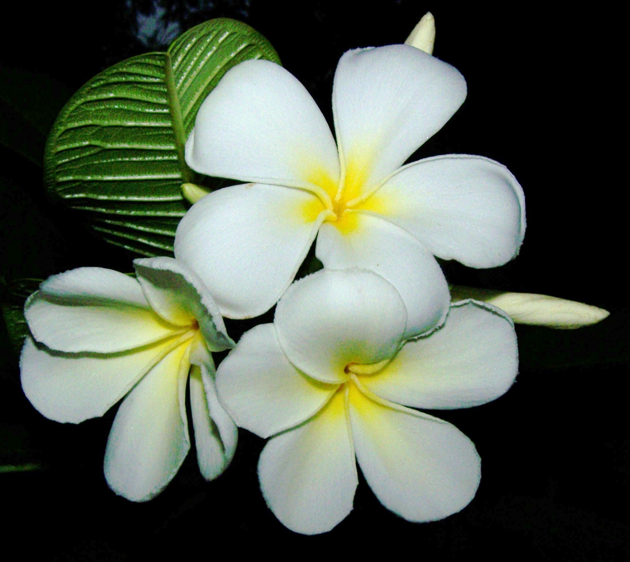 Plumeria obtusa 'Singapore' March 29,.jpg