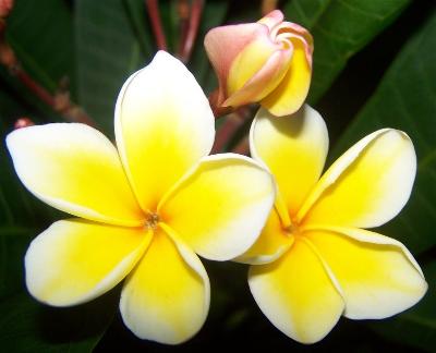 Plumeria zone 5 400.jpg