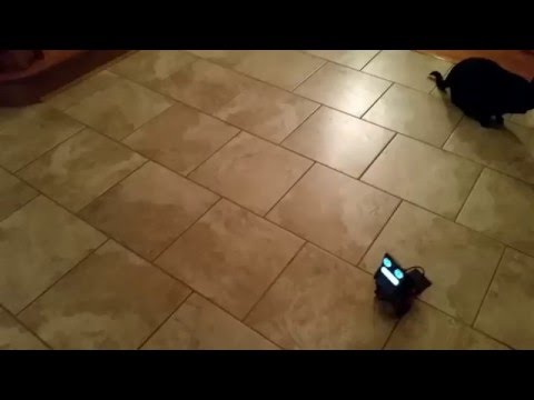 PocketBot chasing Charlie the cat