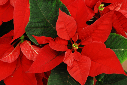 Poinsettia 1.jpg