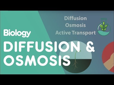 Potato Osmosis. Abdulaziz Almousa 9/D