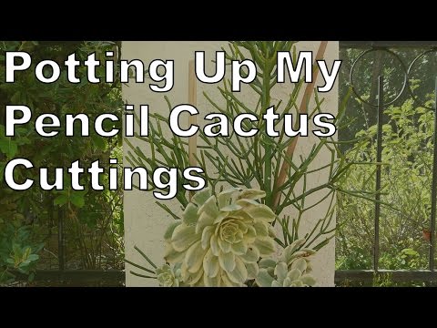 Potting Up My Pencil Cactus Cuttings That I Brought From California