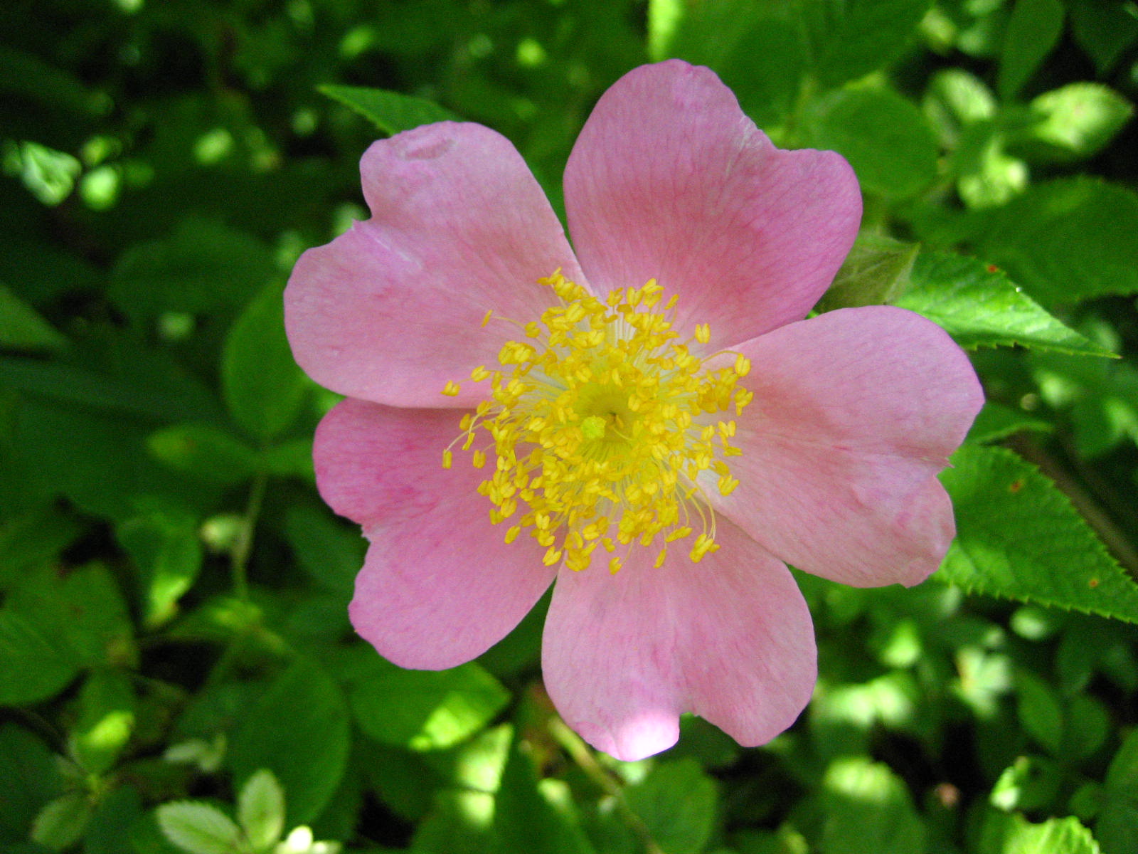 Prairie Rose