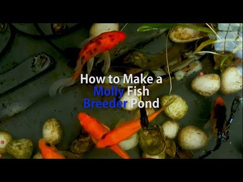 Pregnant molly | Make a Breeder Pond | How to take care