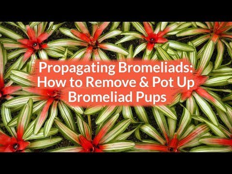 Propagating Bromeliads: How To Remove &amp;amp; Pot Up Bromeliad Pups