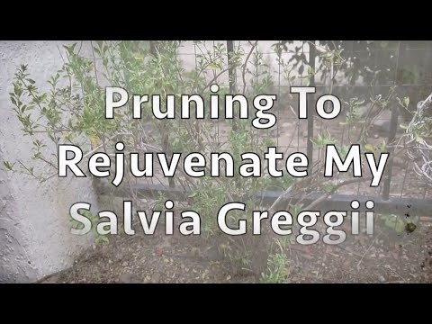 Pruning To Rejuvenate My Inherited &amp;amp; Very Woody Salvia Greggii