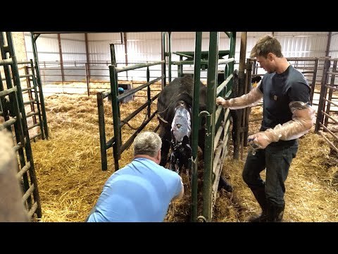 Pulling a BIG Black Angus calf