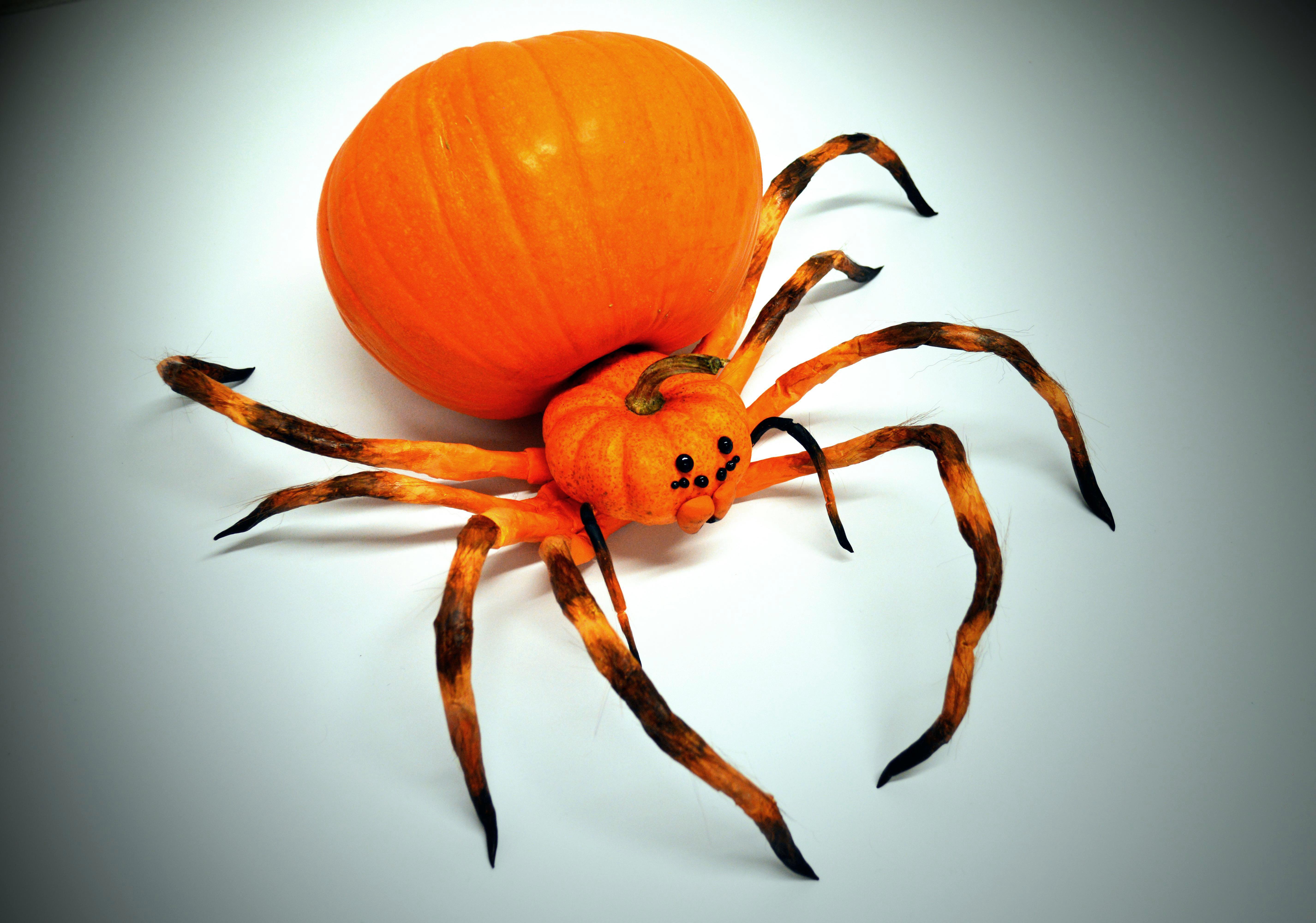 Pumpkin spider cover 2.JPG