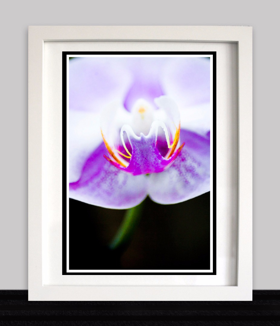 Purple Orchid.jpg