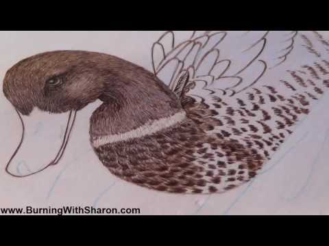 Pyrography: How To Woodburn The Chest Feathers On A Mallard Duck