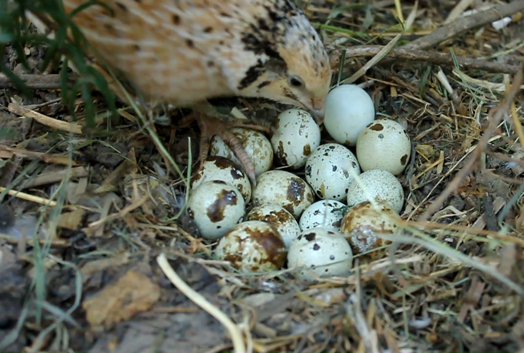 QUAIL EGGS.png