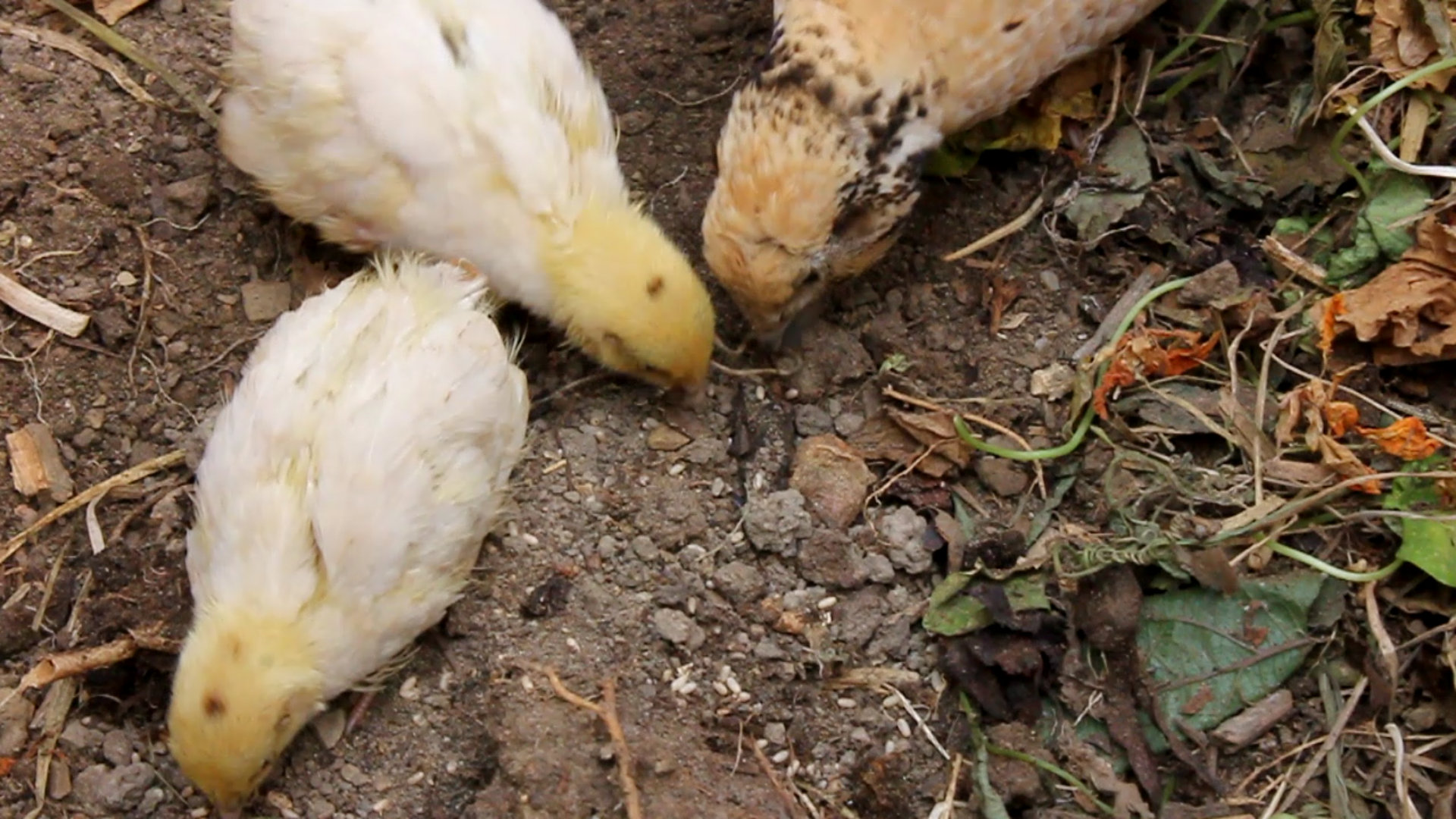 Quail chicks.png