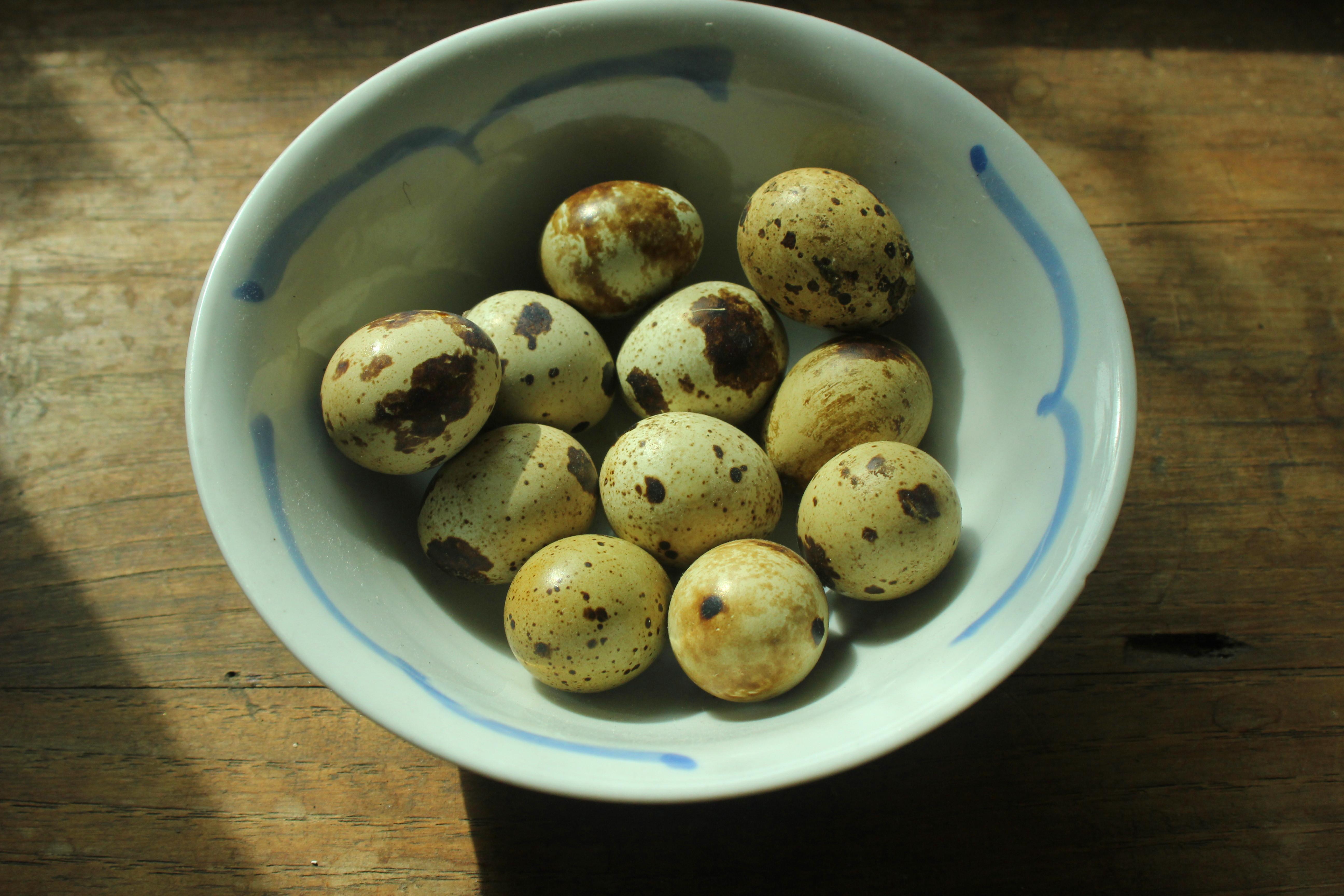 Quail eggs.JPG