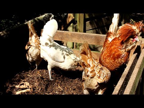 Quality free chicken feed from the compost bin. Composteur nourriture poules Compostador y gallinas