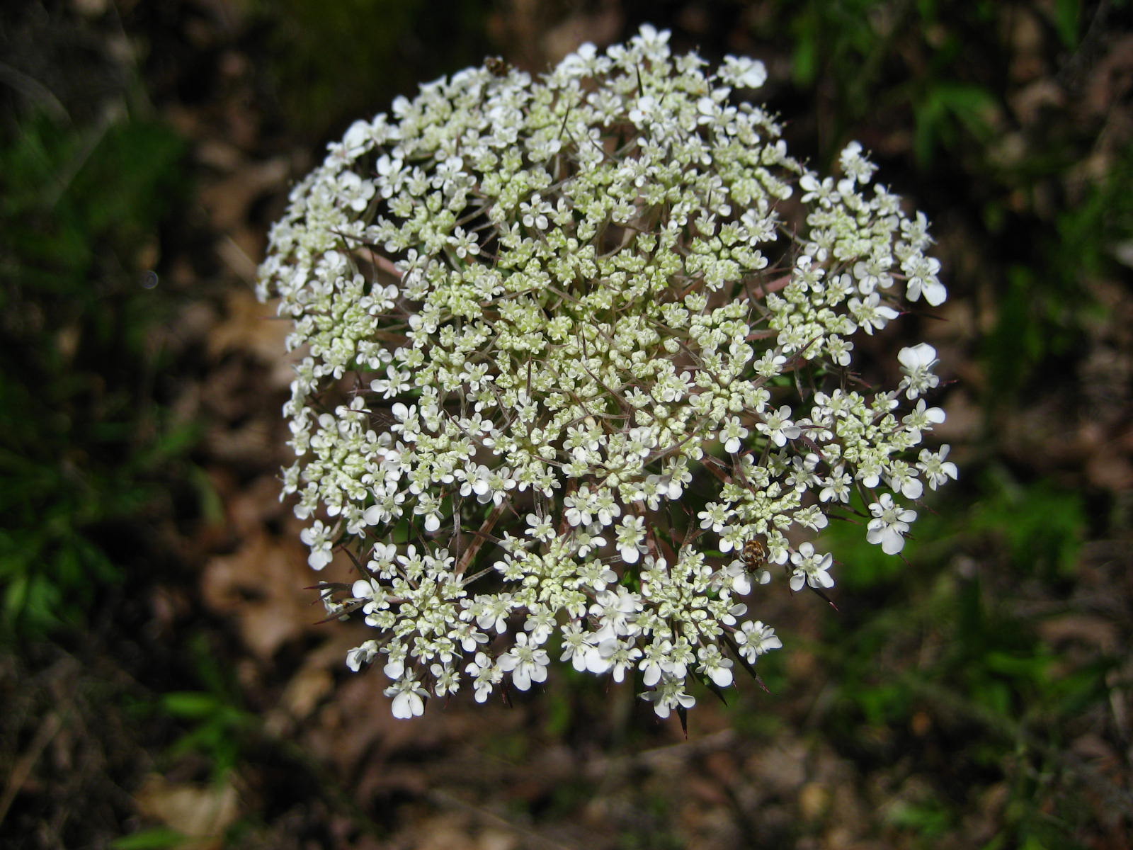 Queen Anne's Lace 