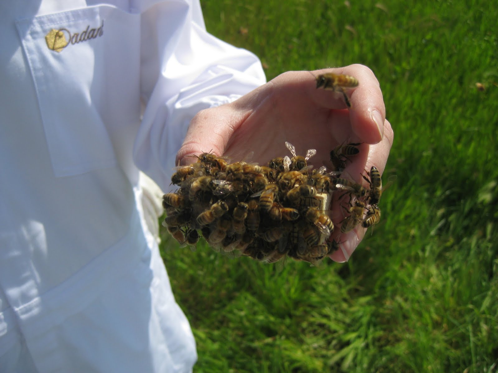 Queen bee cage bare hand fingers.JPG