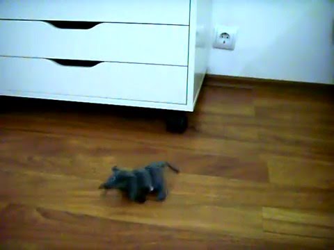 RC Rat in action