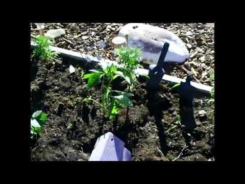 Raised Bed Gardening by SolarCabin