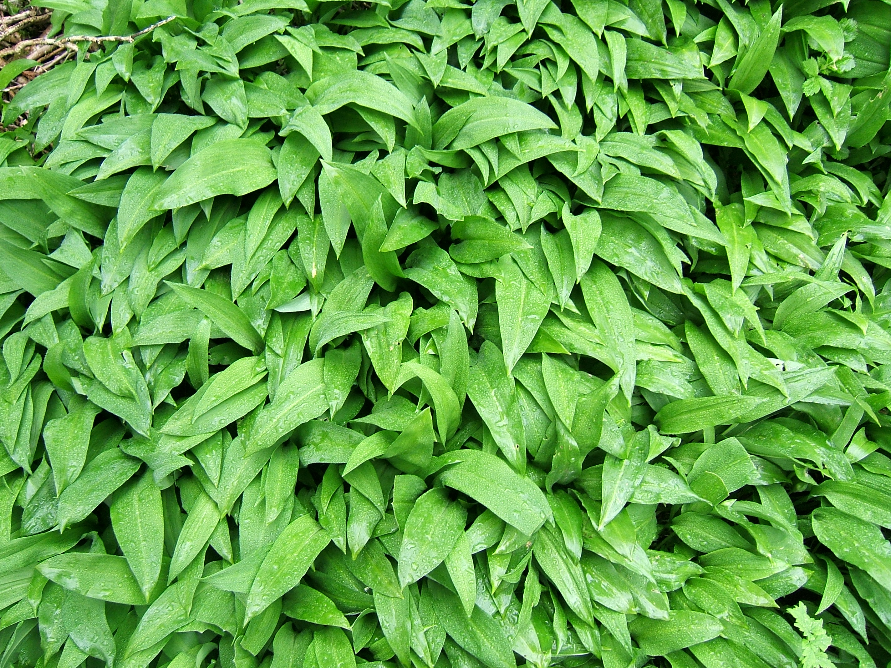 Ramsons 1.jpg