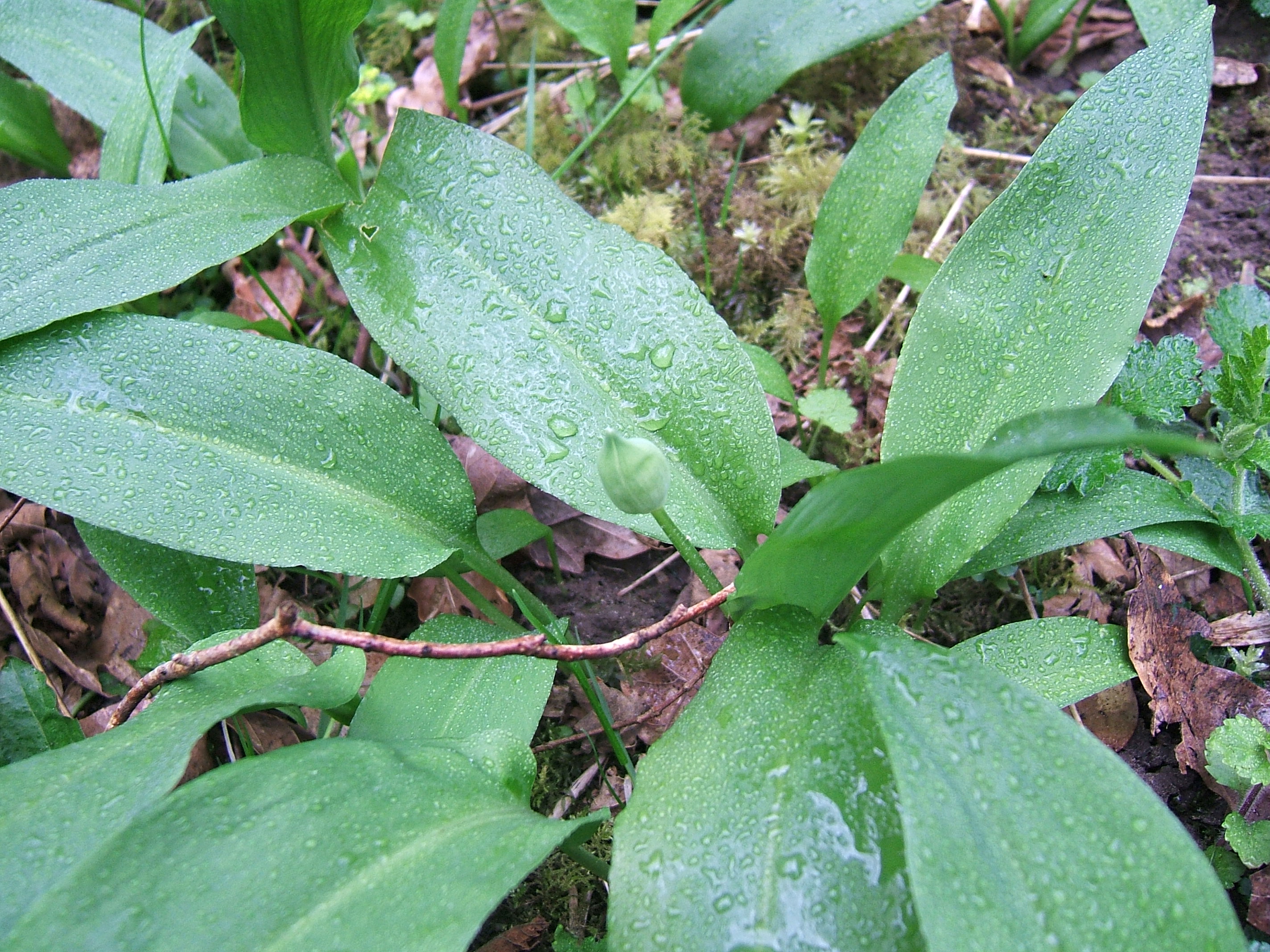 Ramsons 3.jpg