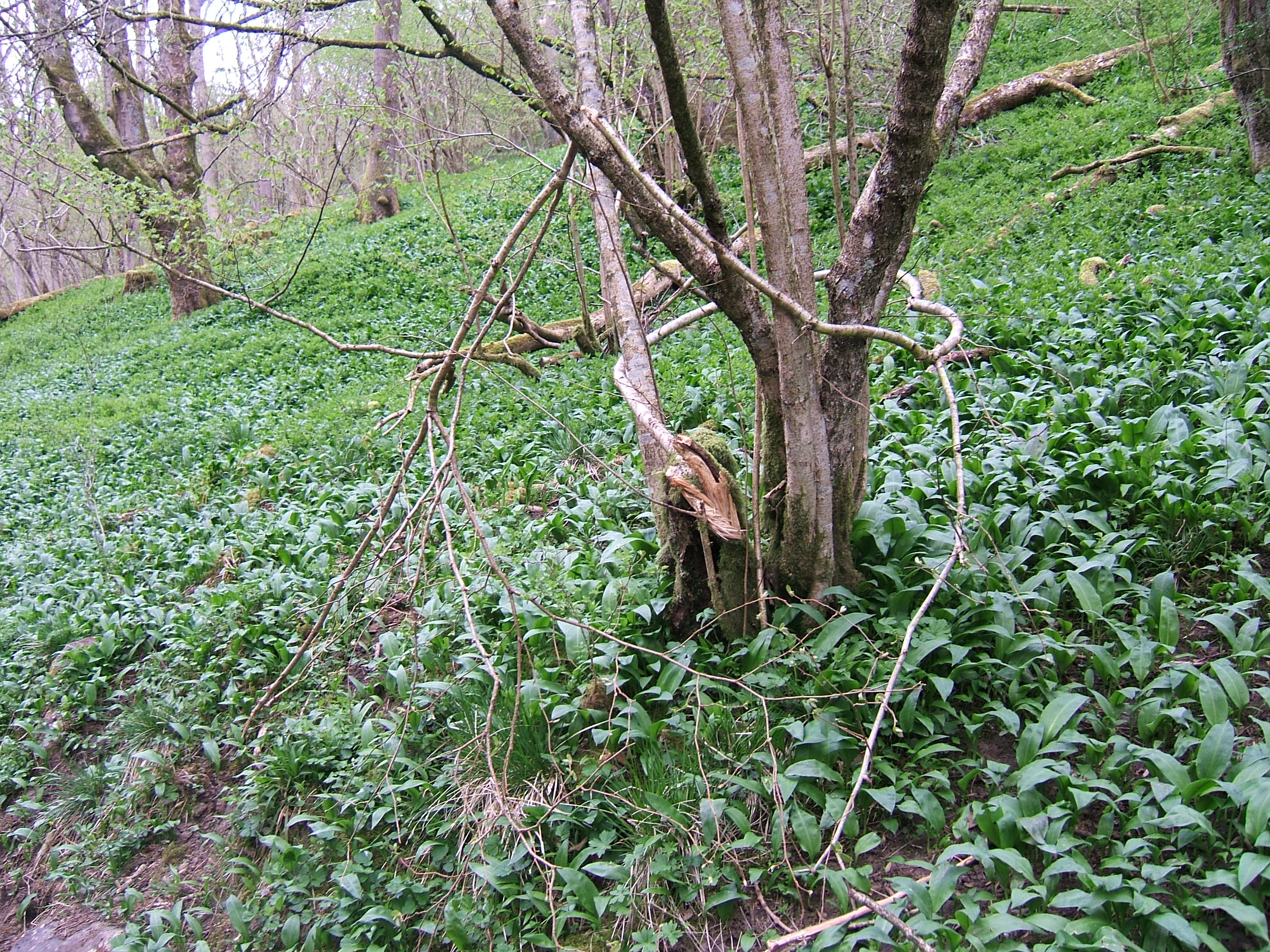 Ramsons 4.jpg