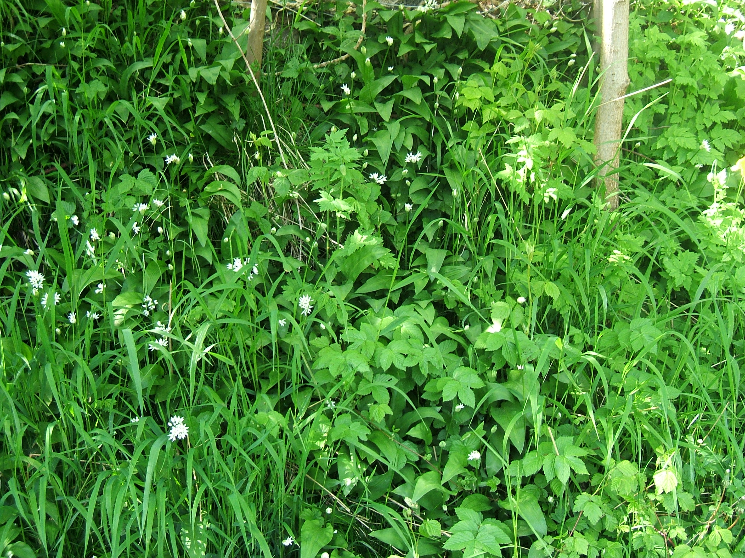 Ramsons 6.jpg