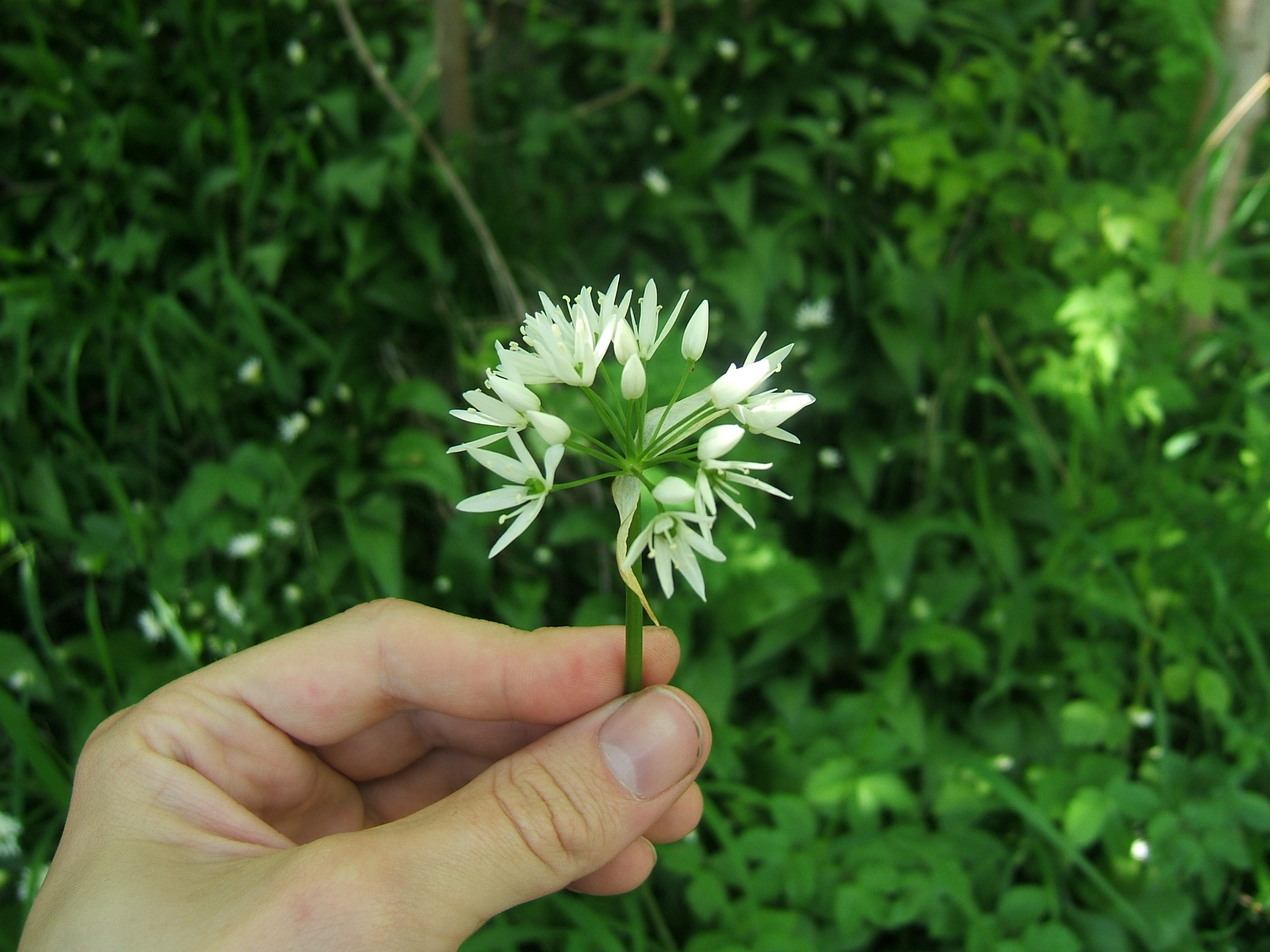 Ramsons 7.jpg