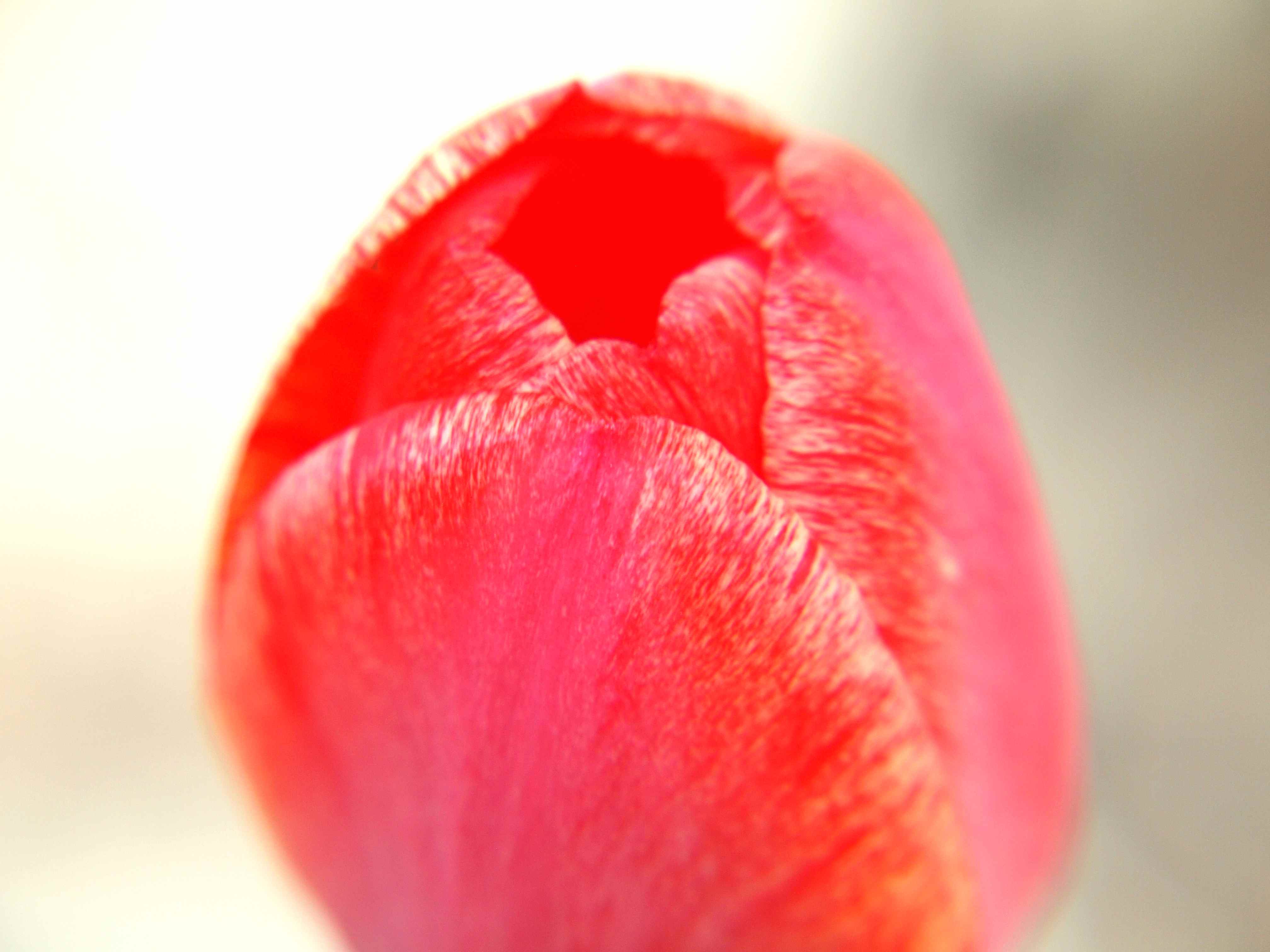 RedTulip3.jpg