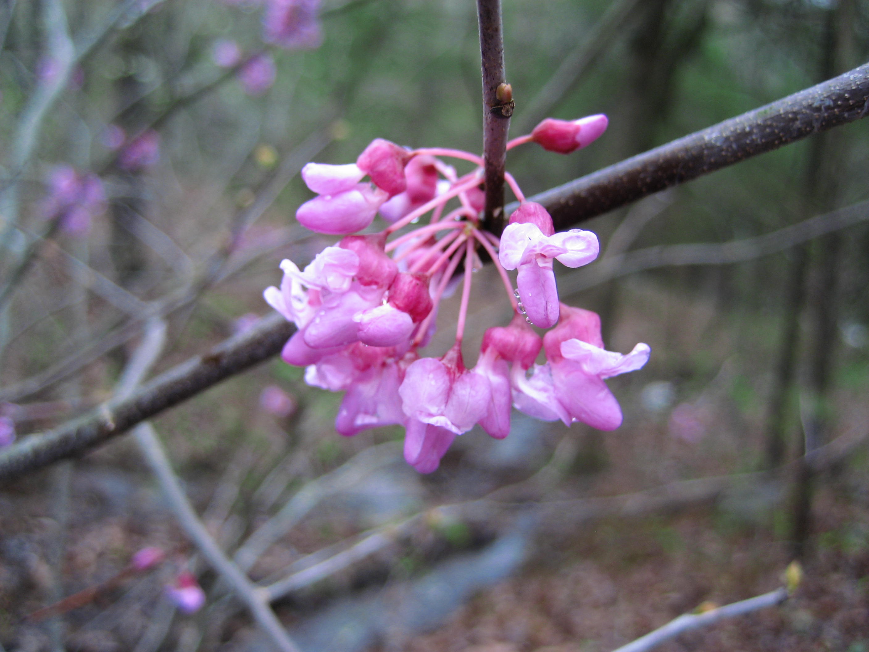 Redbud 