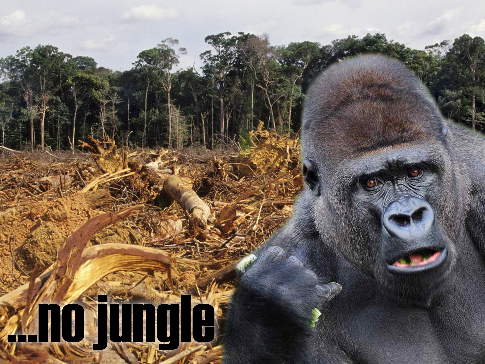 Regorilla- No Jungle.jpg