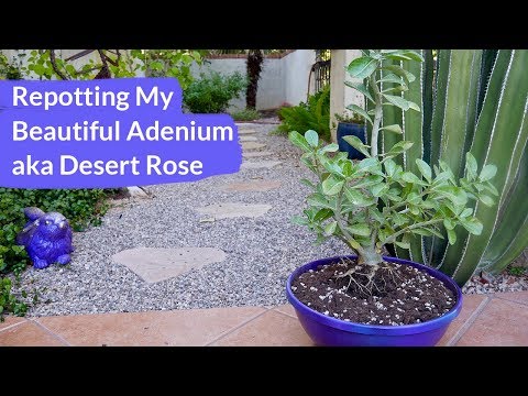 Repotting My Adenium aka Desert Rose