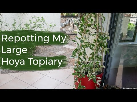 Repotting My Large Hoya Topiary