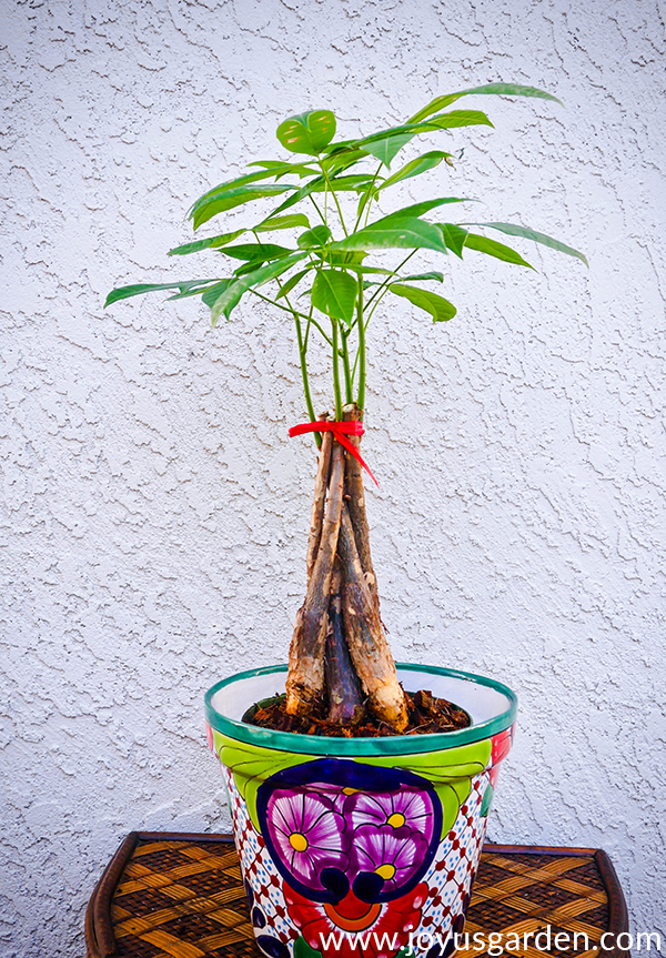 Repotting-a-Money-Tree-Joy-Us-Garden.png