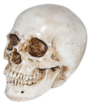 Resin-Skull-Realistic_thumbnail.jpg