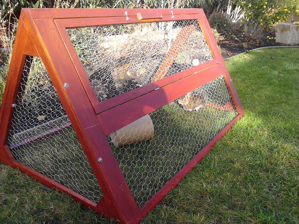 Romeo_in_cage.jpg