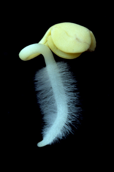 RootHairsRadish.jpg