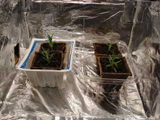 Rosemary Cuttings.JPG