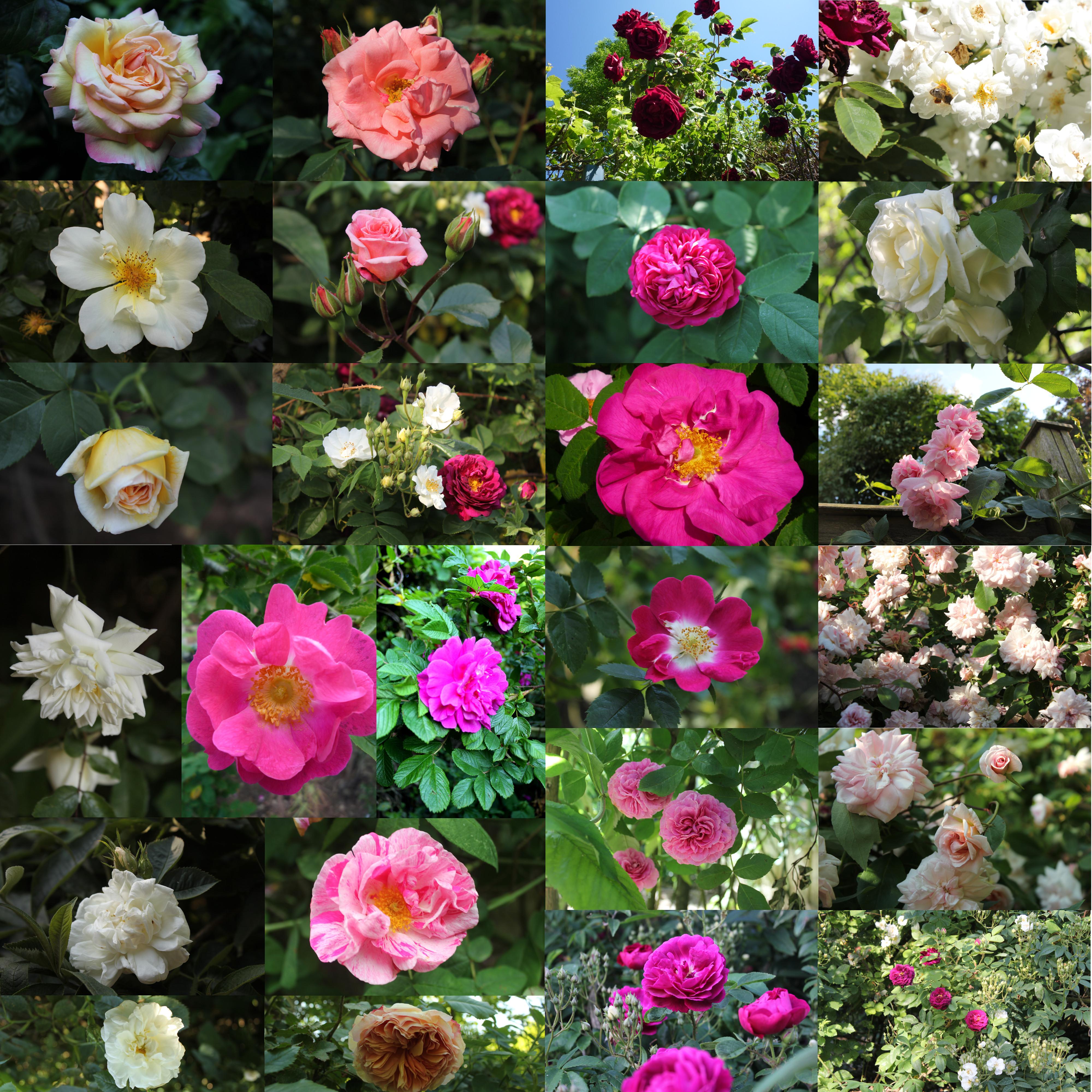 Roses for perfume.JPG